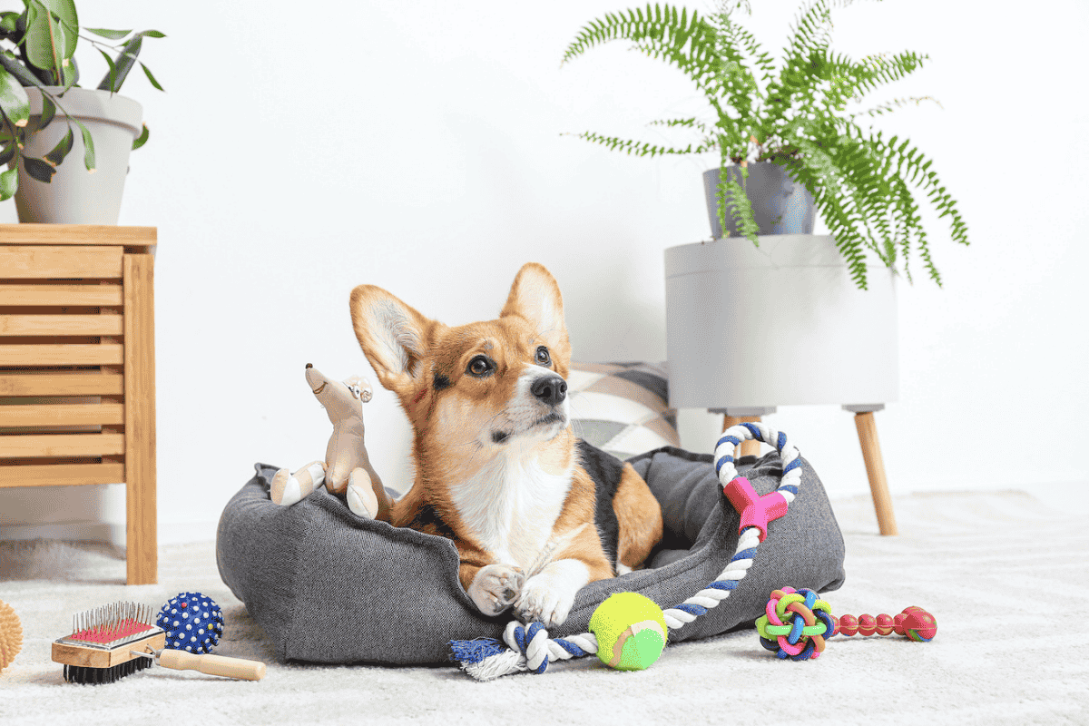 Labels for pet industry pet product brands
